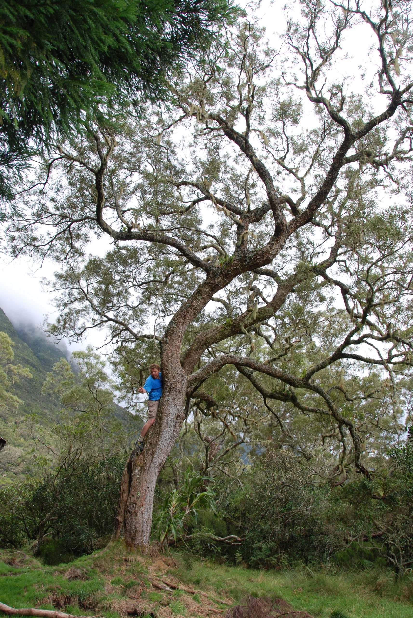 Tamarin des hauts (Acacia heterophylla)