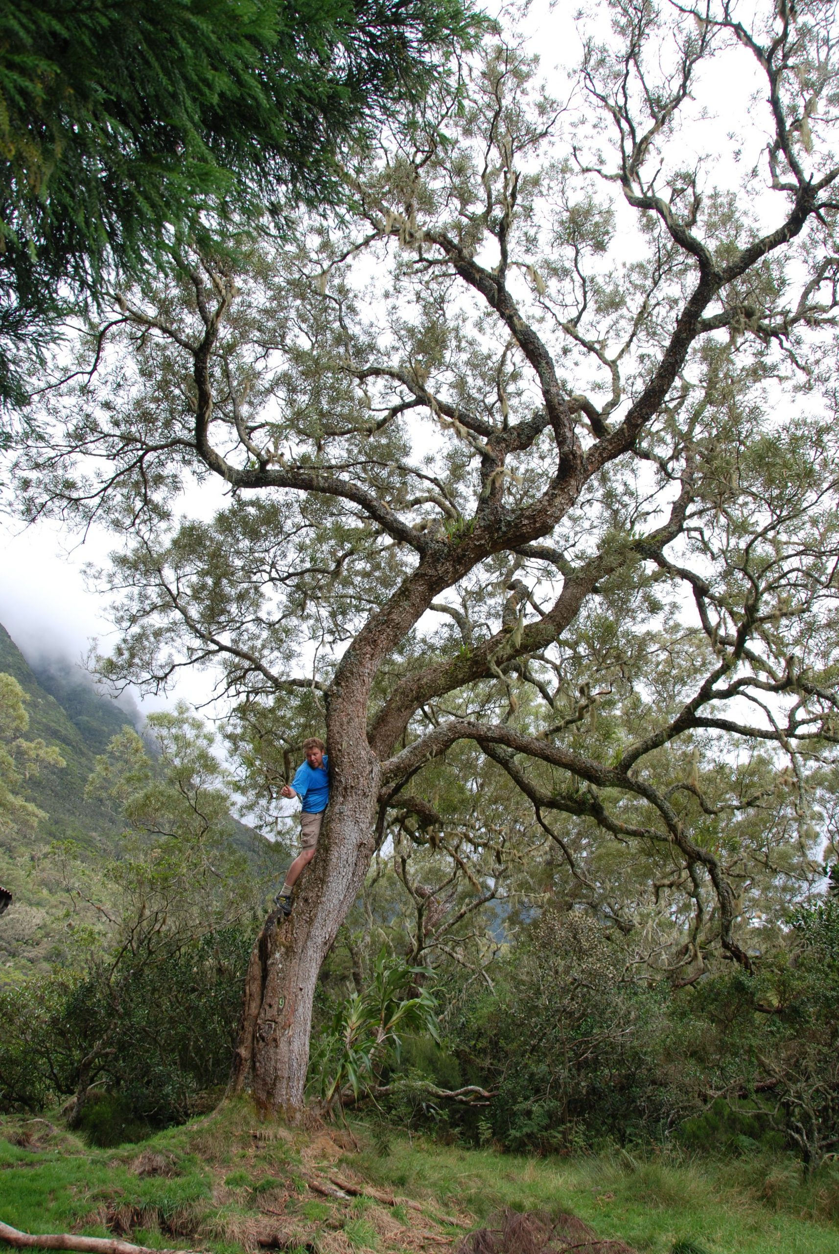 Read more about the article Birds helped acacia trees travel 18,000km from Hawaii to Réunion Islands