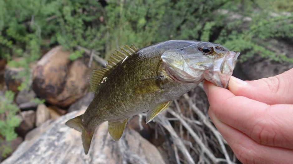 Smallmouth bass (Micropterus dolomieu)