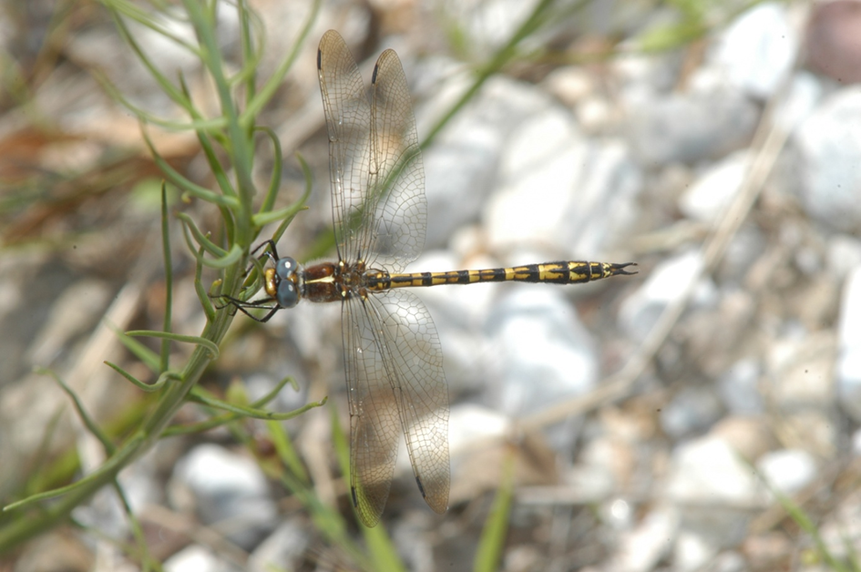 The Gilded Presba dragonfly (Syncordulia legator)