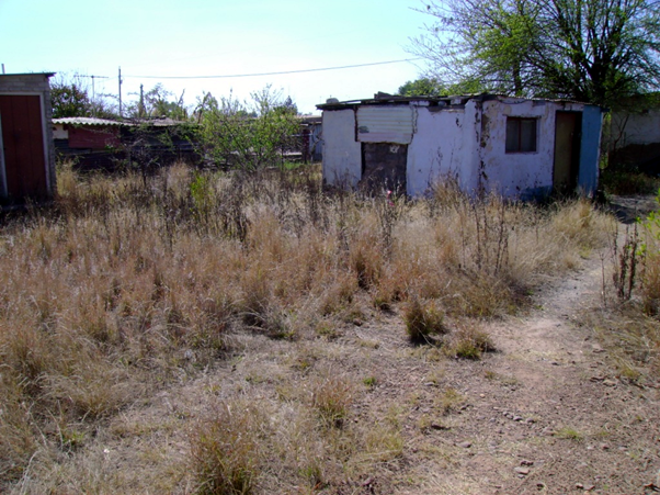 Rattus in an informal settlement in the Hammanskraal 