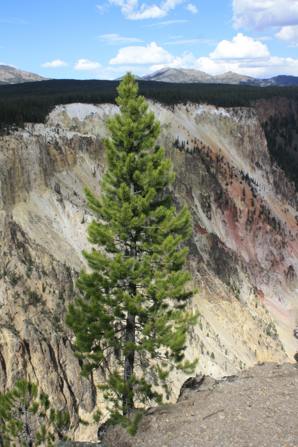 Read more about the article Currently invasive pines belong to naturally invasive lineages