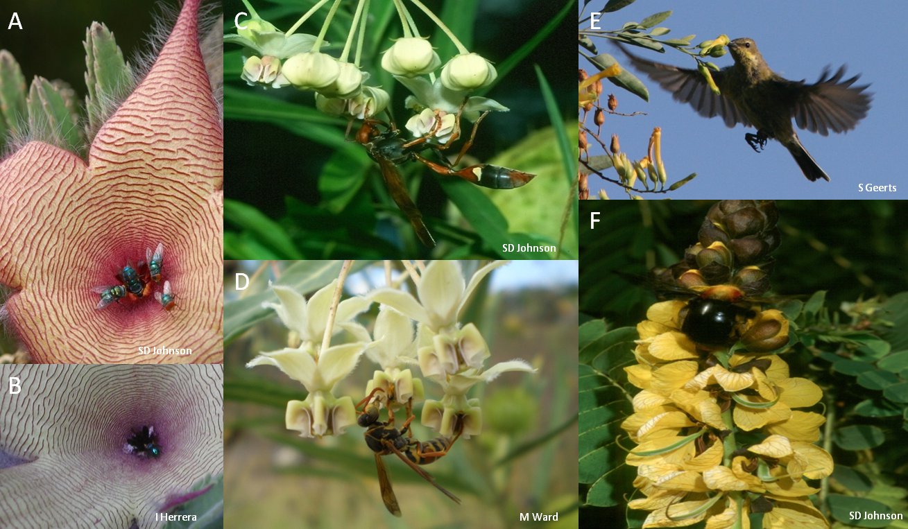 Specialised plants and pollinator species