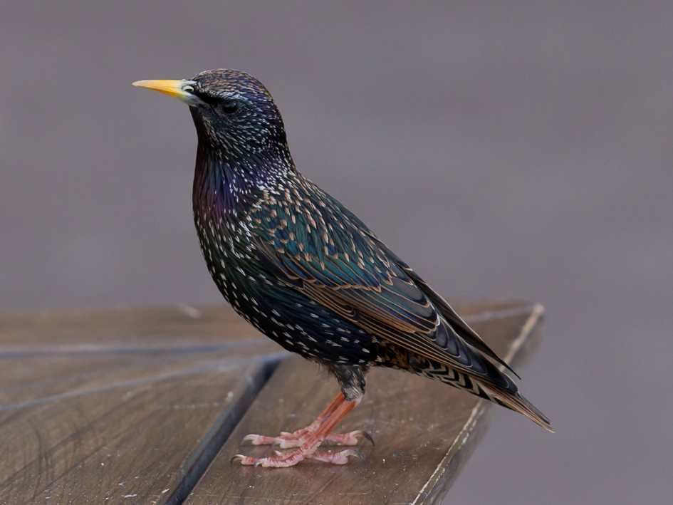 The invasive starling, Sturnus vulgaris