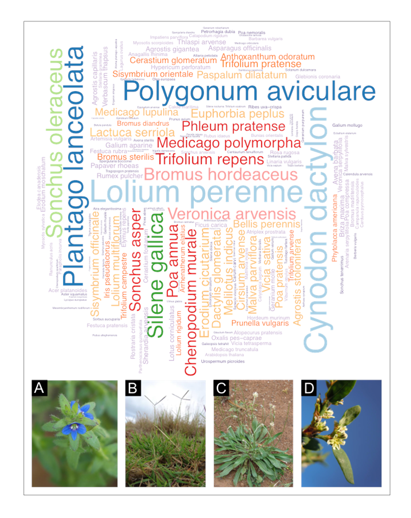 Word cloud of some of the species that contributed to increased richness in 151 studies