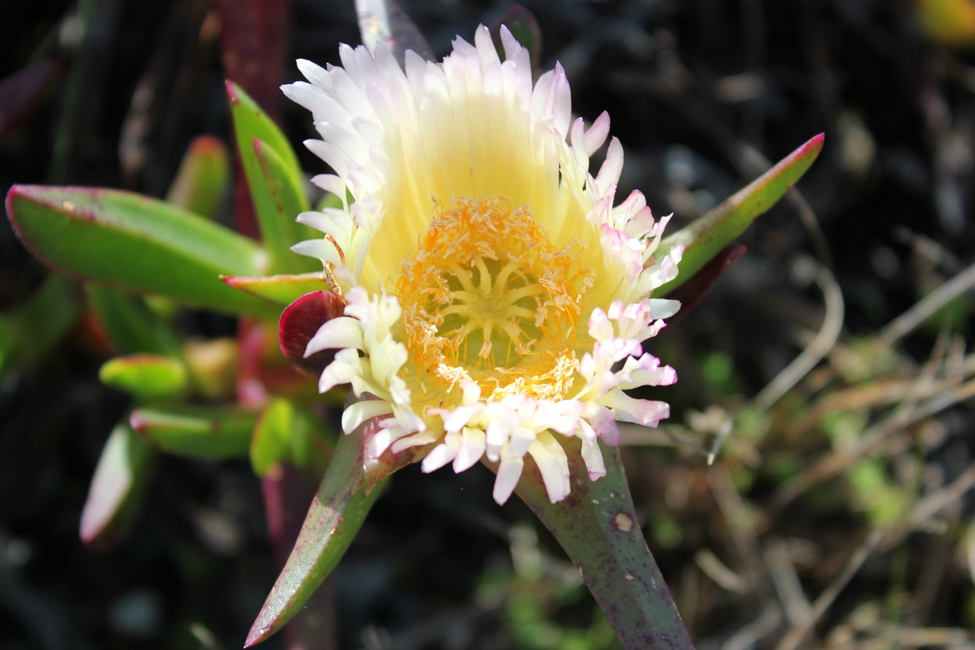 Carpobrotus edulis, native to South Africa