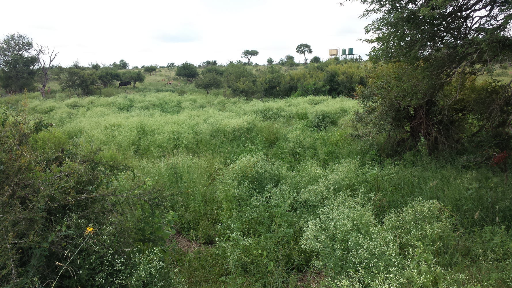 Famine weed, native to parts of Central and South America, is an aggressive invader in South Africa