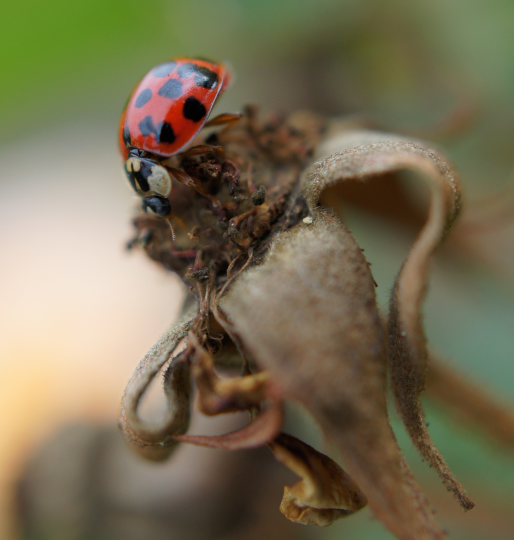 The Harlequin ladybird, an invasive species native to Asia, cause damage to ecosystems by reducing the population sizes of native ladybird species