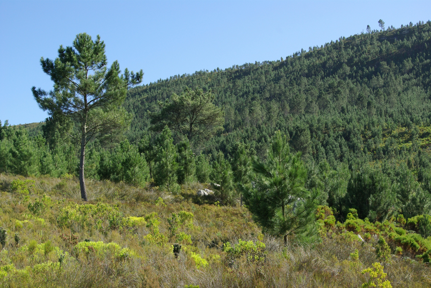 Pine invasions in the mountains of South Africa’s Cape Floristic Region is dramatically reducing streamflow from water catchments