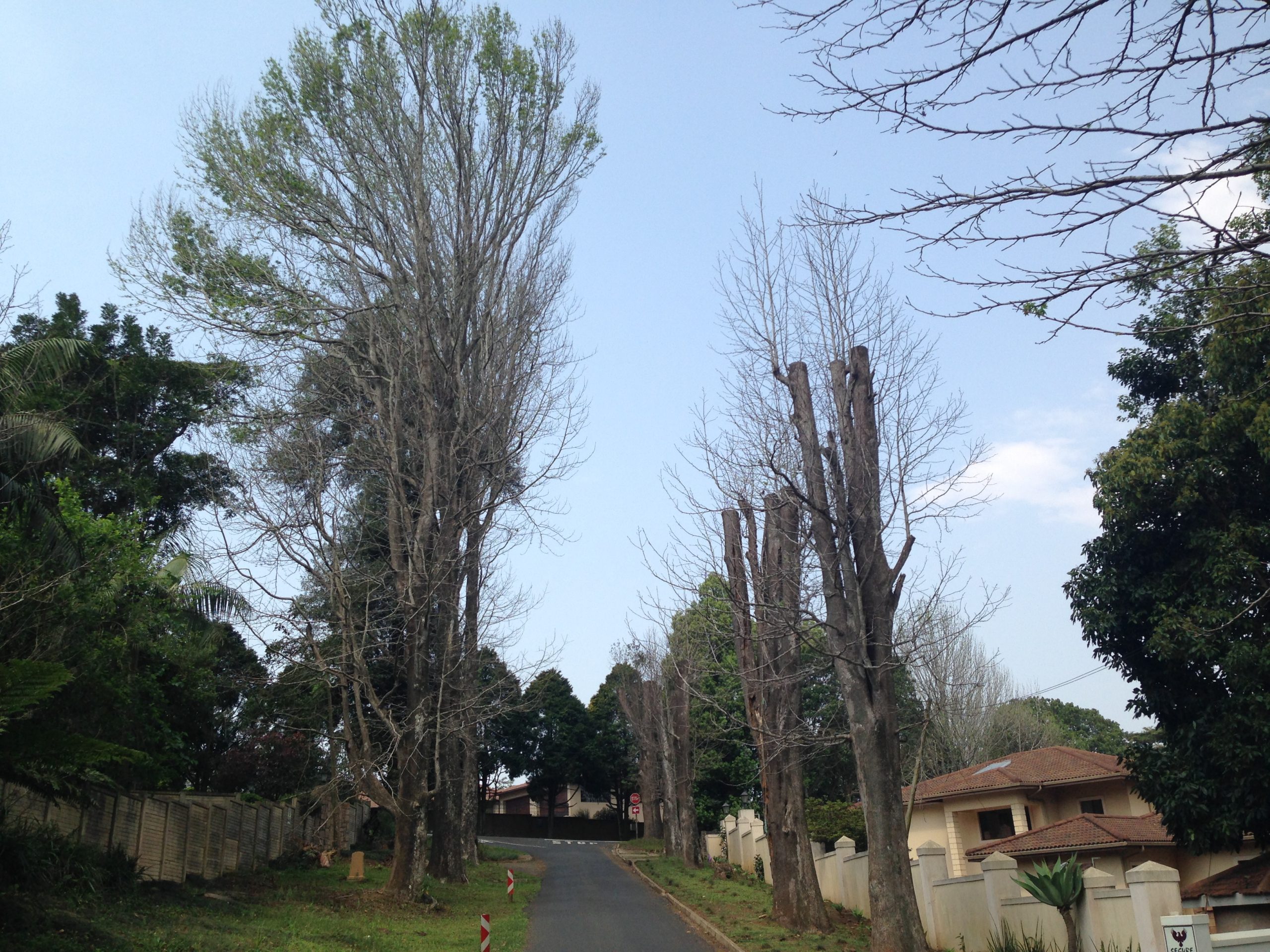 The Polyphagous Shot Hole Borer invasion has already caused huge damage by killing large trees in urban areas