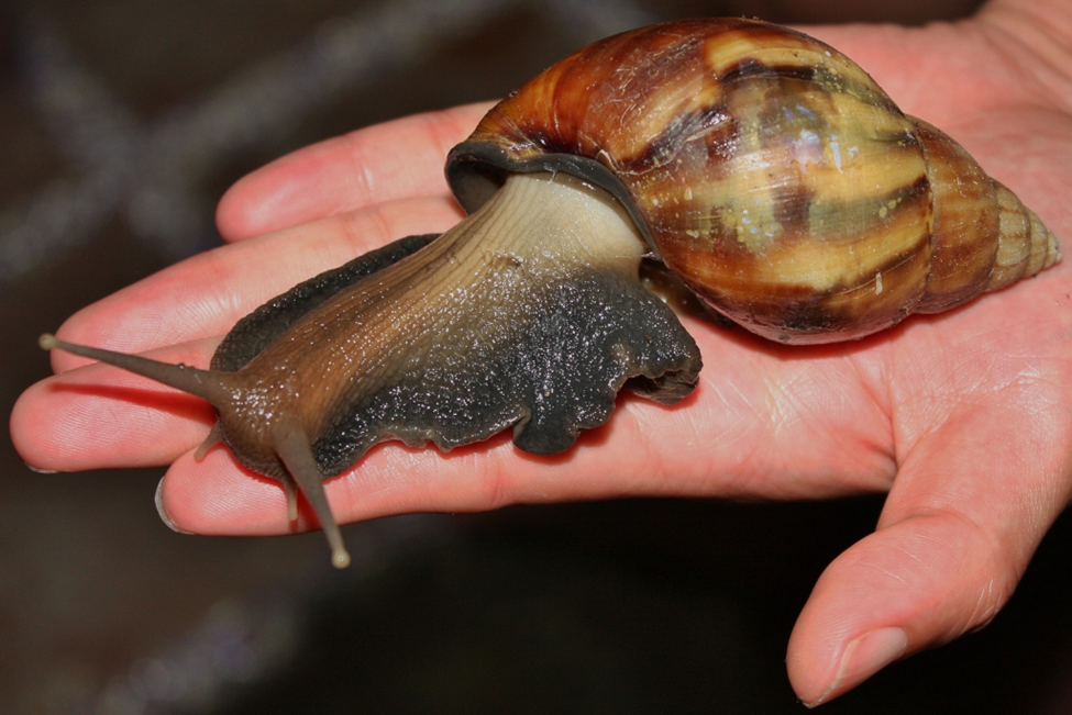 The African giant land snail (Achatina fulica)