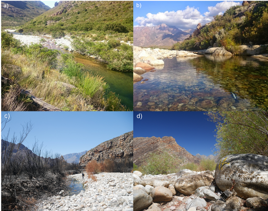 Read more about the article Temperature influence impacts of invasive fish in Cape Fold Ecoregion’s rivers