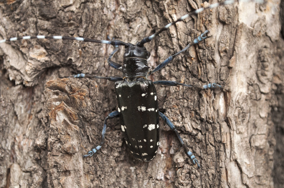 the Asian long-horned beetle, Anoplophora glabripennis