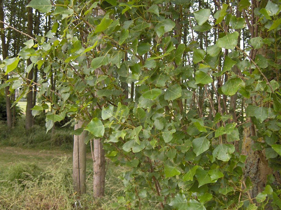 Canadian poplar (Populus Canadensis)