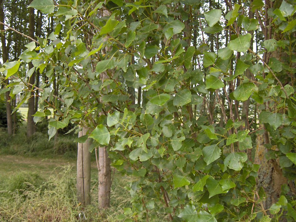 canadian poplar tree