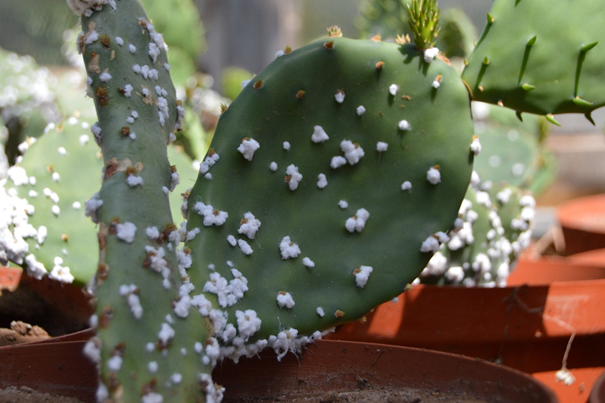 Read more about the article Can prickly pear invasions be controlled by cochineal scale insects?