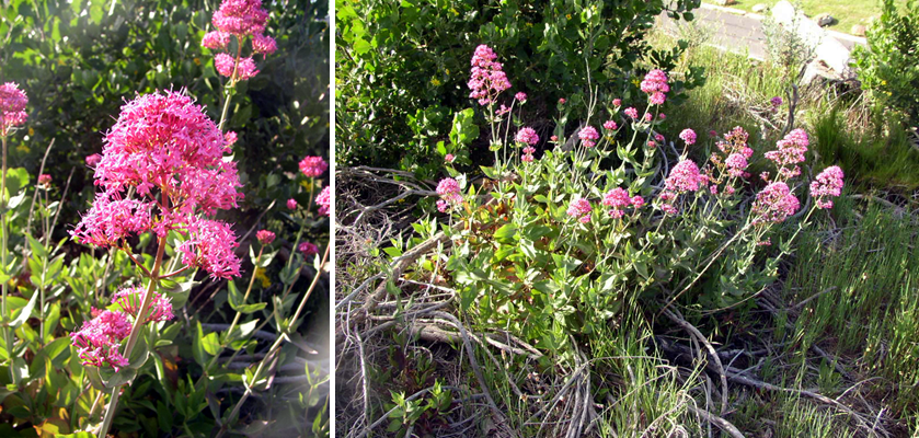 Kiss-me-Kate or Devil’s Beard (Centranthus ruber)