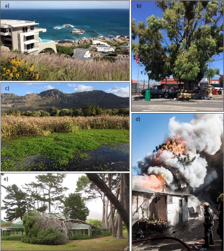 Examples of ecosystem services and disservices provided by invasive alien plants in Cape Town.