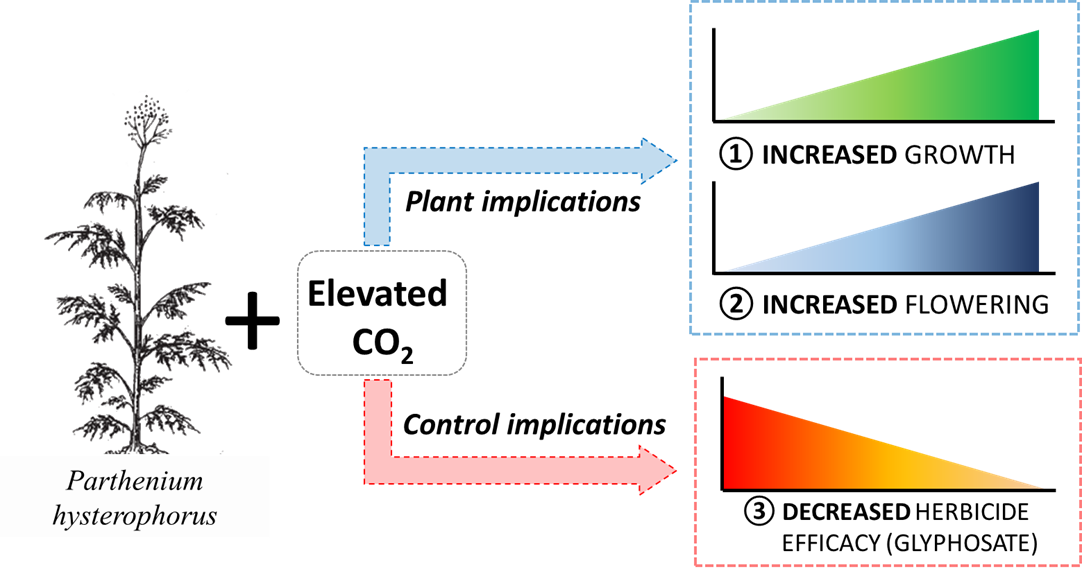 Famine weed (Parthenium hysterophorus) stands to benefit in terms of both growth and reproduction under elevated CO2 levels