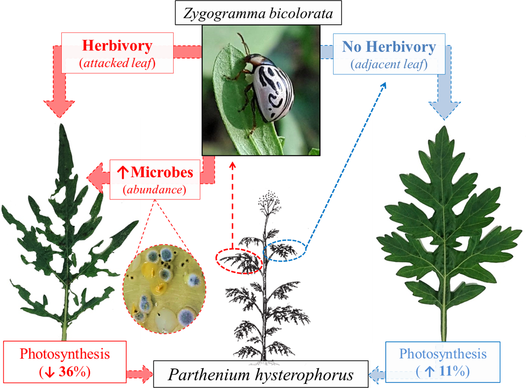 Zygogramma bicolorata severely defoliated attacked Parthenium hysterophorus leaves