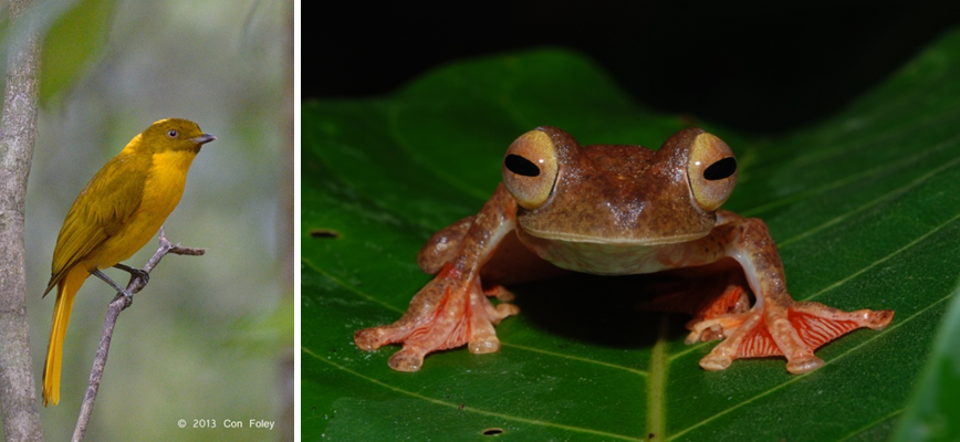 The golden bowerbird (Prionodura newtoniana) and the panther flying frog (Rhacophorus pardalis)