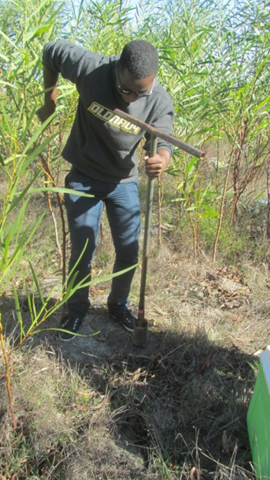 Mlungele Nsikani taking soil samples in dense stands of Port Jackson