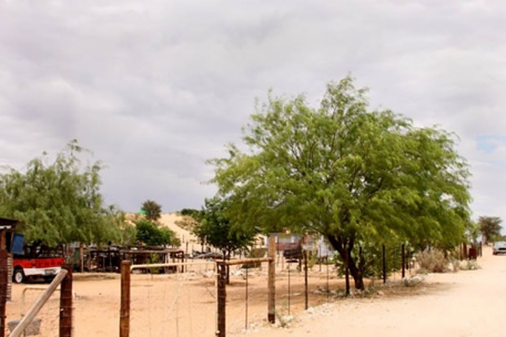 A garden with Prosopis trees