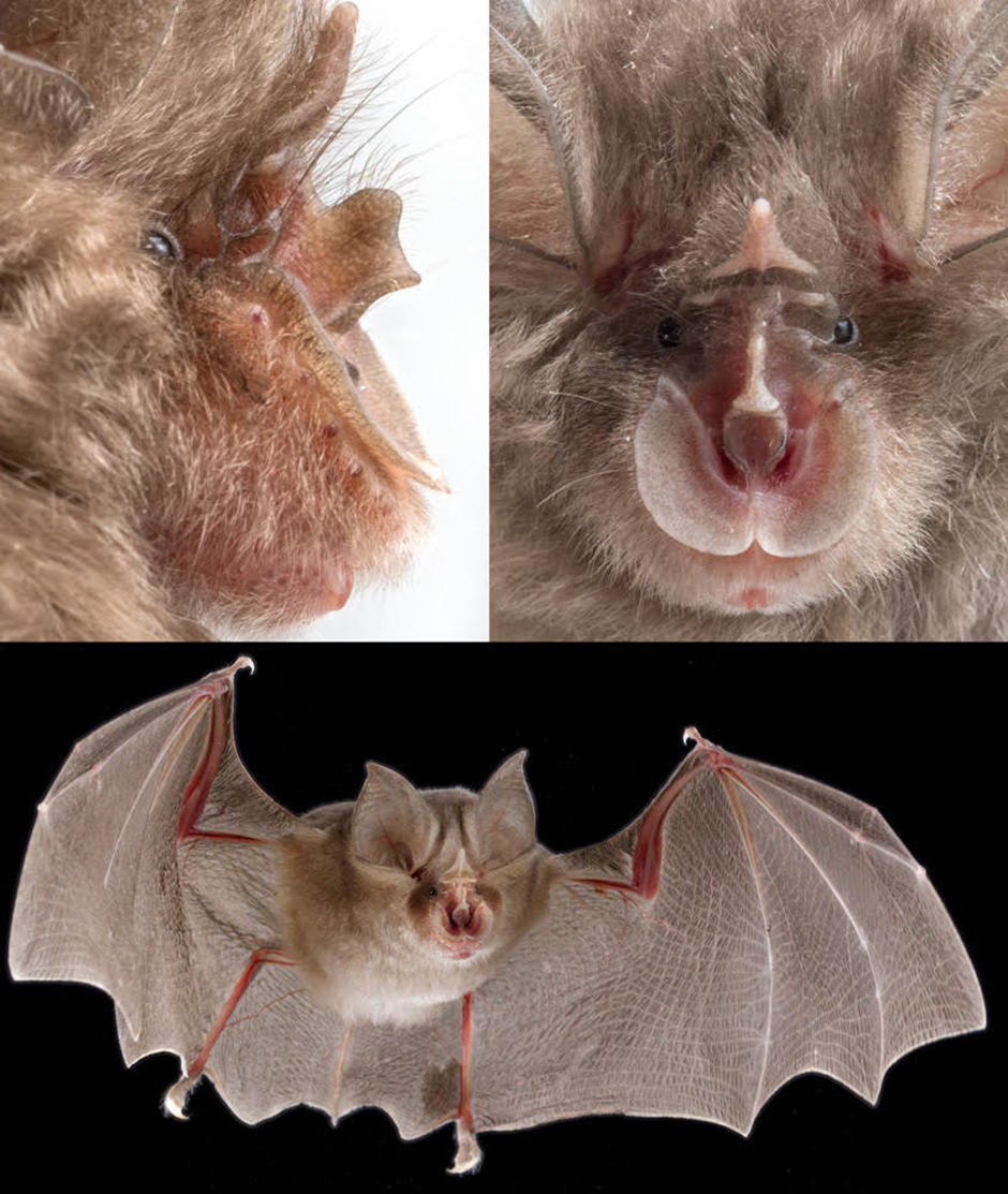 Photographs showing different views of the newly described Gorongosa horseshoe bat