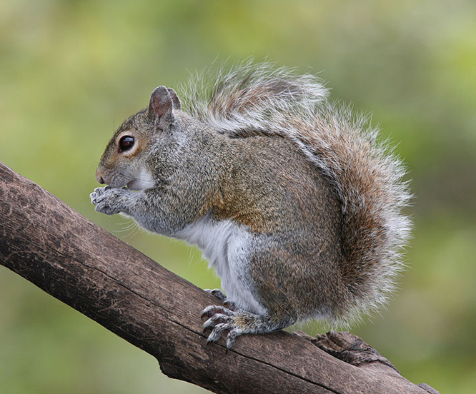 Grey squirrel (Sciurus carolinensis)
