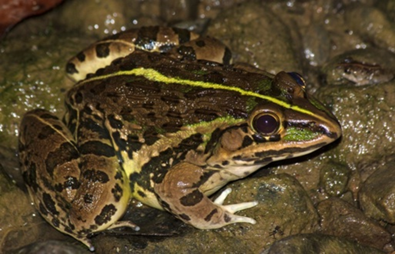 The Indian bullfrog (Hoplobatrachus tigerinus)