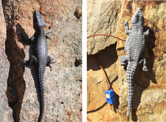 Read more about the article Assessing lizards’ vulnerability to warming: how close should we zoom in?