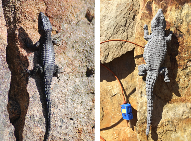 Girdled Lizard and operative temperature model