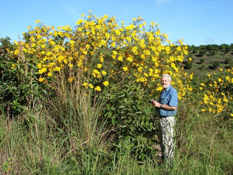 Read more about the article Mexican sunflowers are harmful to rural African farmers