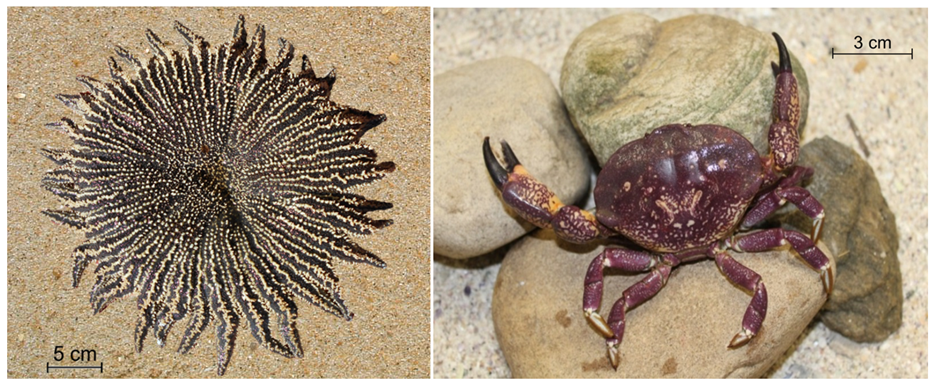 The South American multiradiate sunstar Heliaster helianthus (left) and the Chilean stone crab Homalaspis plana (right)