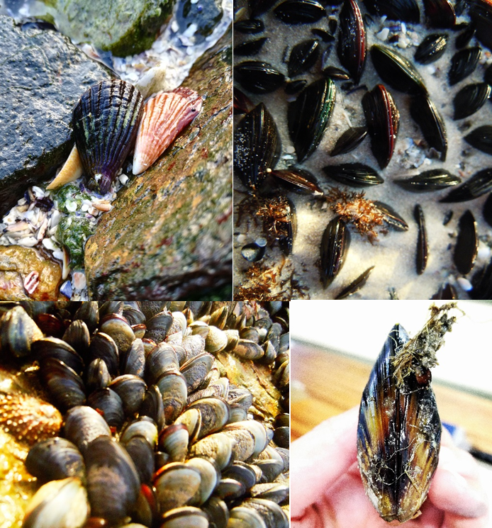 The four mussel prey species used in the study
