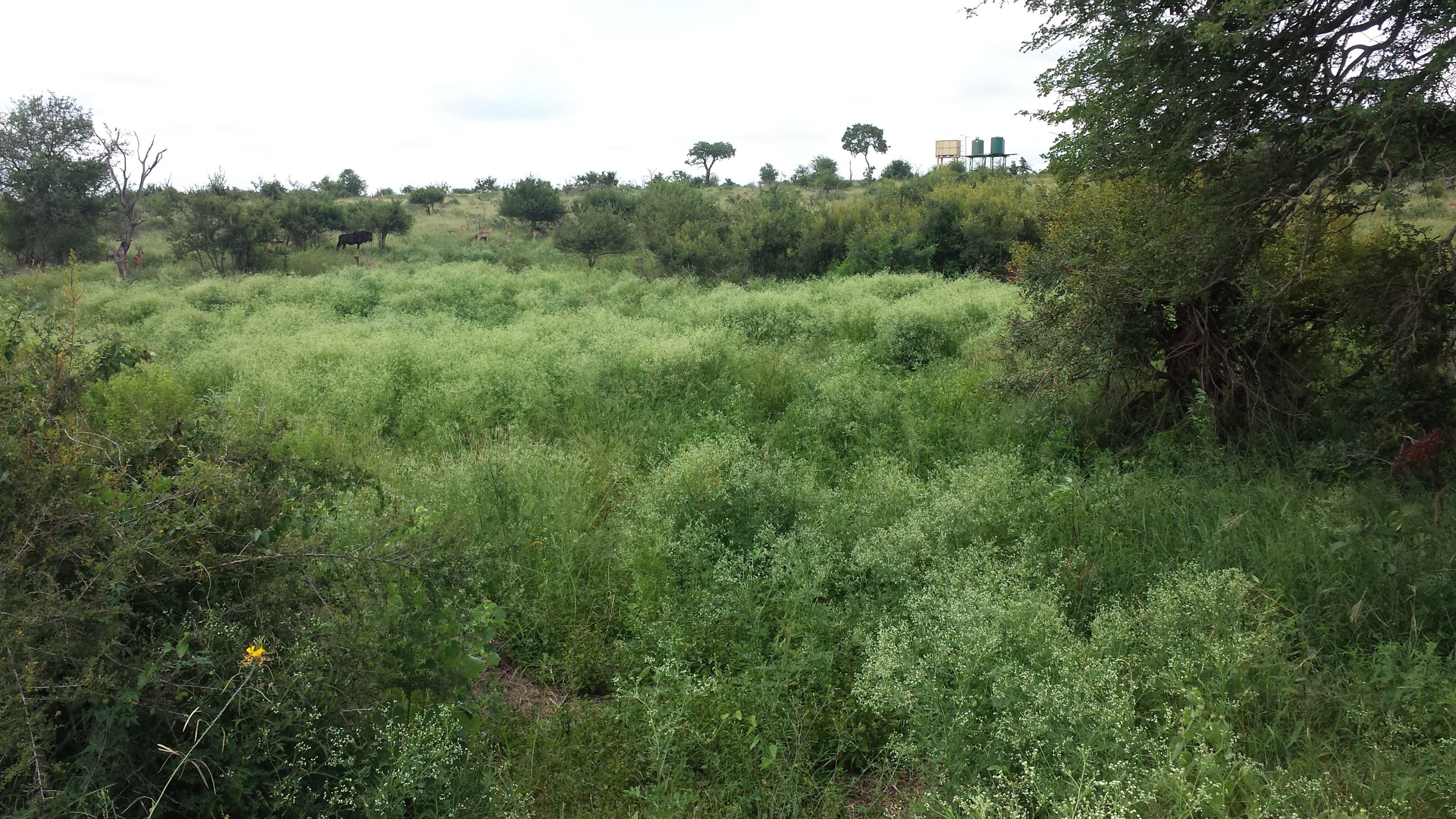 Famine weed (Parthenium hysterophorus)