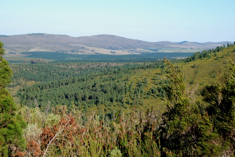 Orderly plantations of pine trees