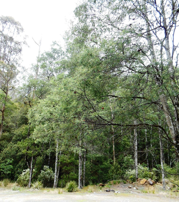 The globally invasive tree Acacia dealbata