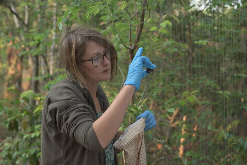 Sina Weier looking at a small Vespertilionidae