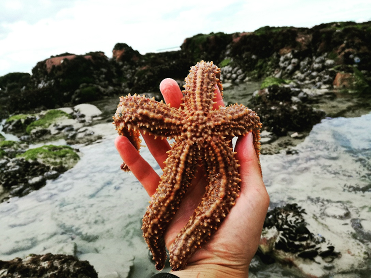 Native predator species, a spiny starfish (Marthasterias africana)