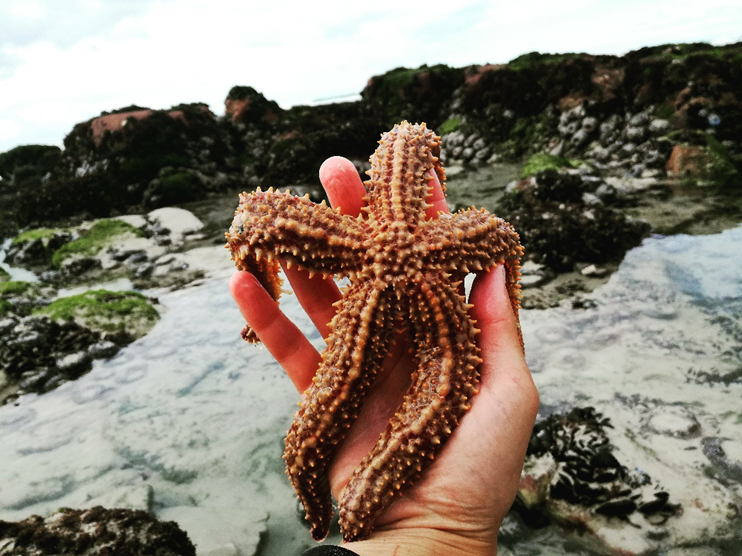 Spiny starfish  The Wildlife Trusts