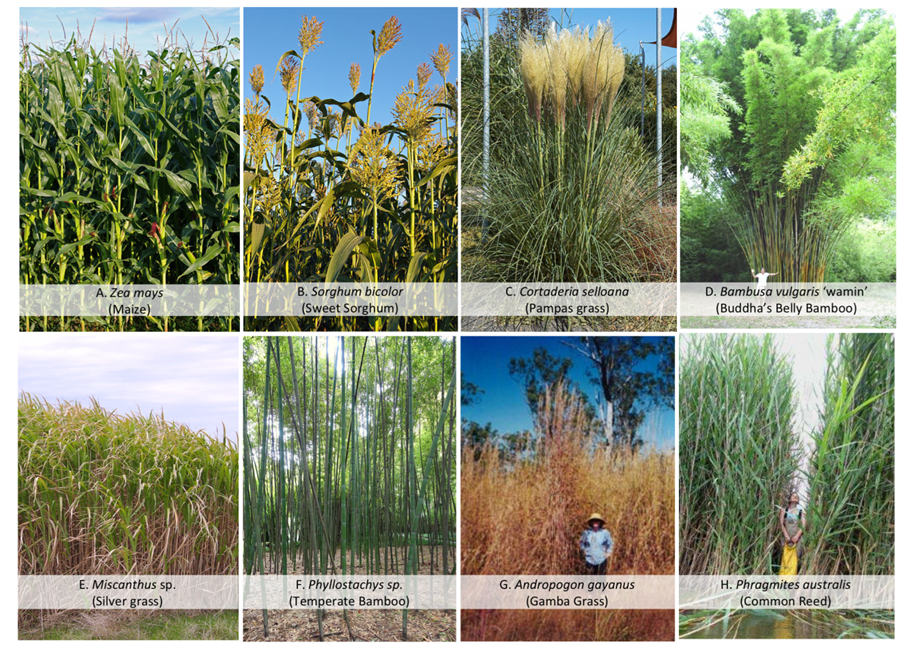 Tall-statured grasses (TSGs) come in various forms