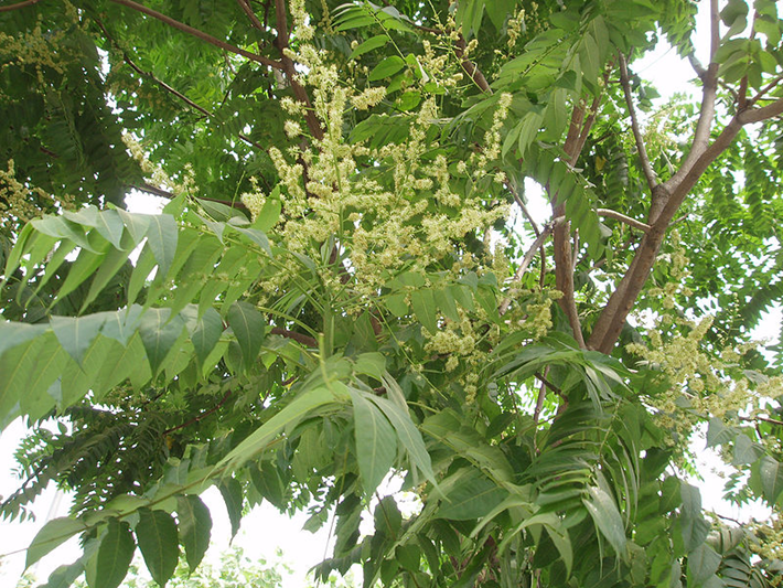 The Tree of Heaven (Ailanthus altissima)