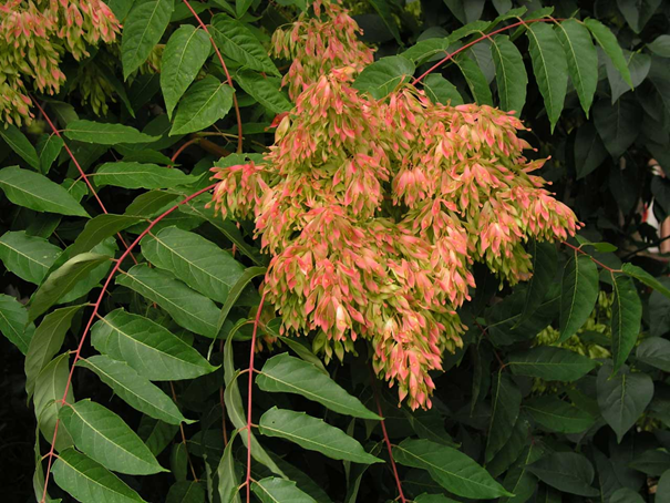 The tree of heaven (Ailanthus altissima)