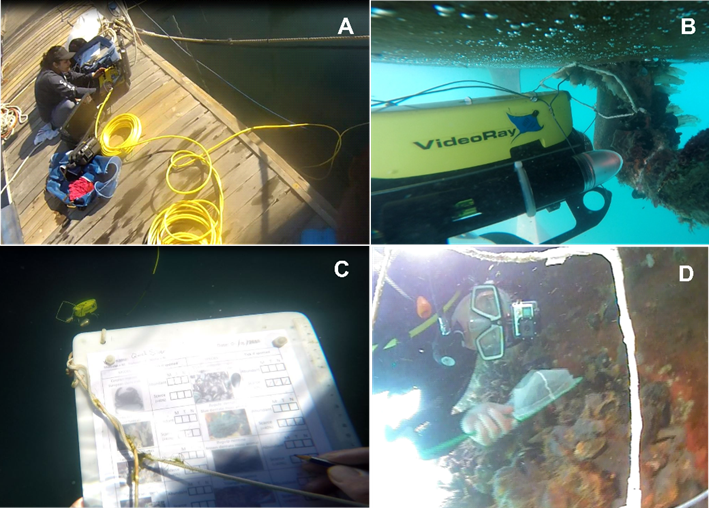 Read more about the article How to sample recreational vessels for marine alien fouling species