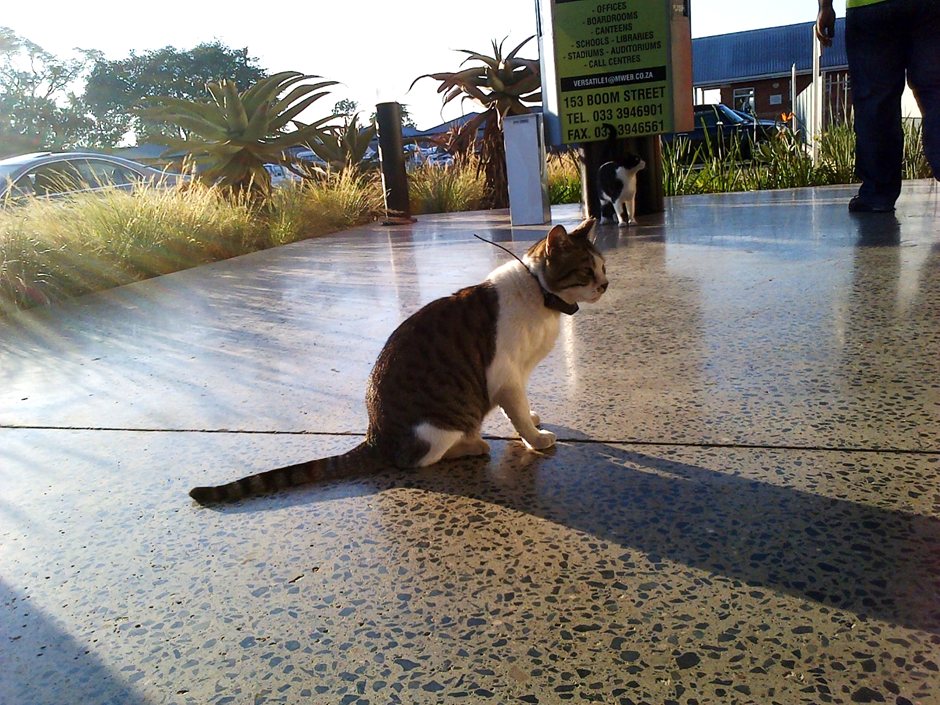 A female feral cat fitted with a GPS tracking collar