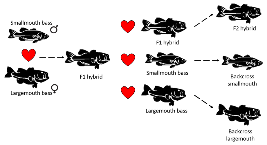 Schematic illustrating the hybridization between smallmouth and largemouth bass in the invaded Olifants River system