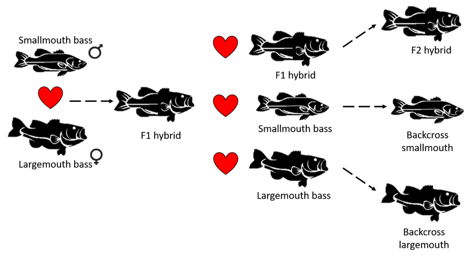 Read more about the article Sleeping with the enemy: freshwater invaders hybridising in South African waters