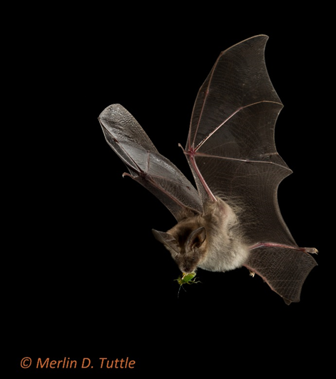 The Common/Egyptian slit-faced bat, Nycteris thebaica