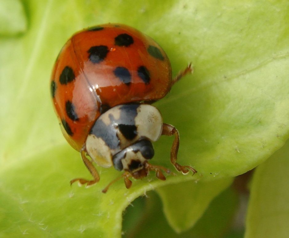 The invasive harlequin ladybird, Harmonia axyridis